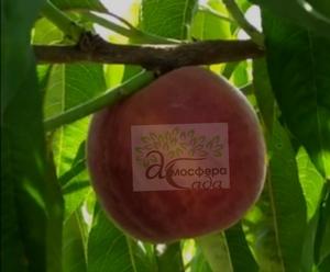 Персик Рич Мей — жёлтомясый 